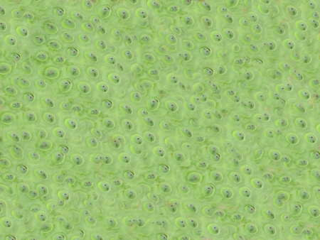 Texture nature , Lotus seedsの写真素材