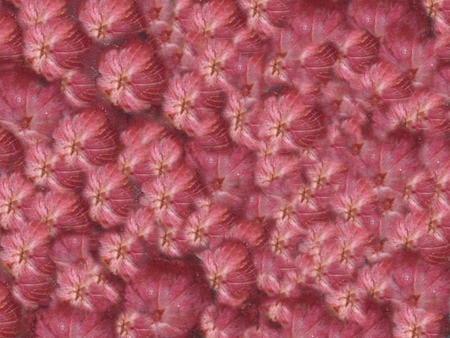Textures nature , Mangosteens peelの写真素材