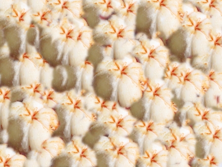 Texture natures ,Magosteensの写真素材