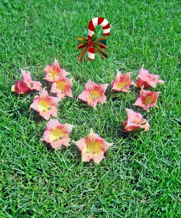 Flowers backgrounds , heart flowerの写真素材