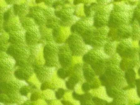 Textures natures , Lemons skinの写真素材