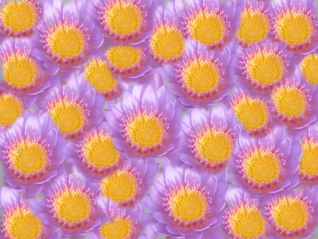 flowers backgrounds, lotusの写真素材