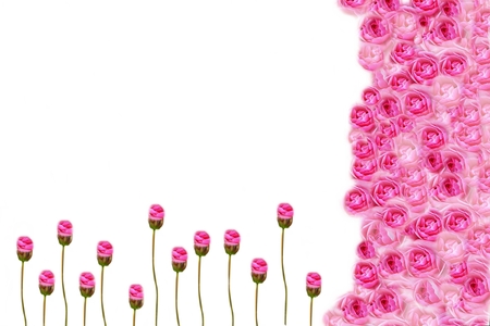 Flowers background ,roses for plant,creativeの写真素材