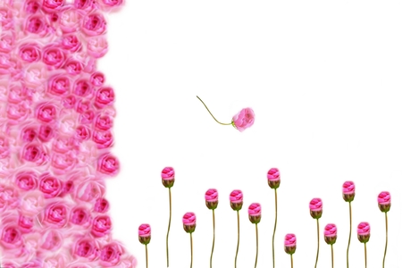 Flower backgrounds, rose falls ,creativeの写真素材