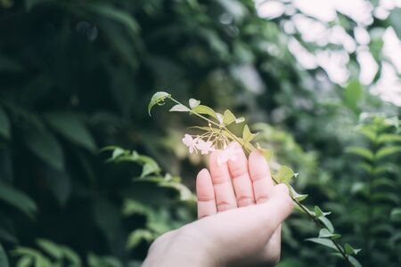 Hand touching green leaf and the white flowers  in the garden 