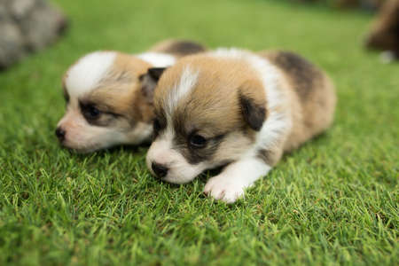 2 newborn corgi puppy are sleeping on green grass