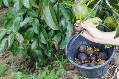 Harvesting the mangosteen at Chantaburi province,Thailand.の写真素材