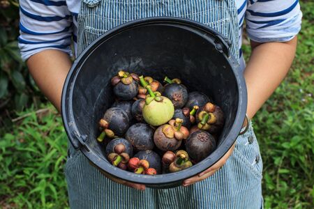 Mangosteen in bucket  with fruit gardener.
