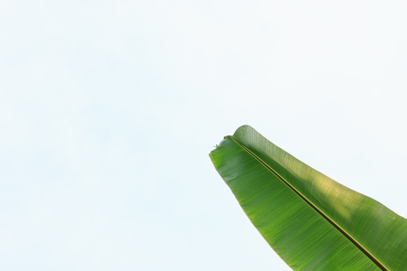 Banana leaf with isolated backgroundの写真素材