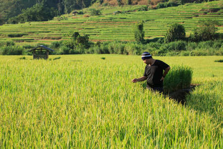 The farmer in rice field at Majam district,Thailand.のeditorial素材