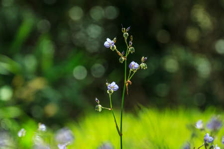 Murdannia giganteum Flower with bokeh.の写真素材