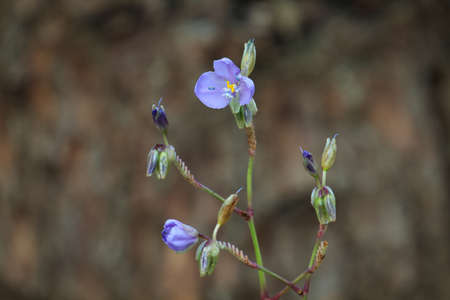 Murdannia giganteum Flower.