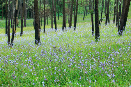 Pine tree garden with blossom.の写真素材