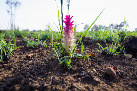 Curcuma sessilis Gage flower or siam tulip is symbol Chaiyaphoom province, Thailand.の写真素材