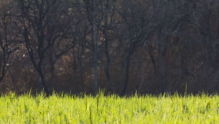 Light on grass with dead tree background.