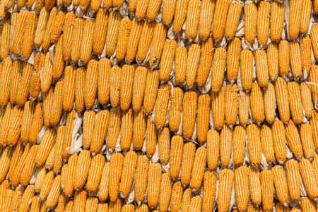 Sweet corn for background.の写真素材
