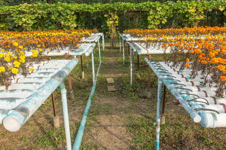Hydroponics Farm is a method of growing plants using mineral nutrient solutions, in water, without soil.の写真素材