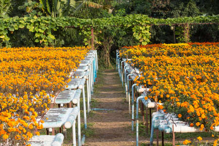 Hydroponics Farm is a method of growing plants using mineral nutrient solutions, in water, without soil.の写真素材