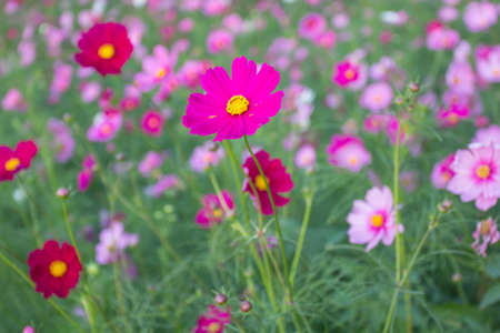 Colorful of Cosmos flower.
