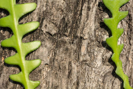 Giant fern on the barkの写真素材