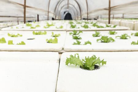 Hydroponic vegetable plantingの写真素材