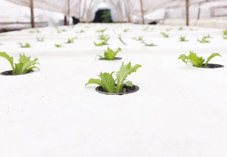 Hydroponic vegetable plantingの写真素材