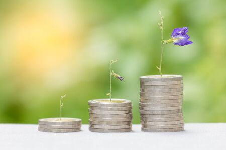 Growing money concept with sun flair. Can use for montage your success business.
