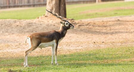 Beautiful Blackbuck on the ground.の写真素材