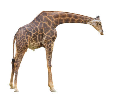 Giraffe on isolated background.の写真素材