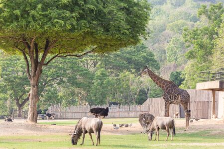 Africa animal family in the zoo.の写真素材