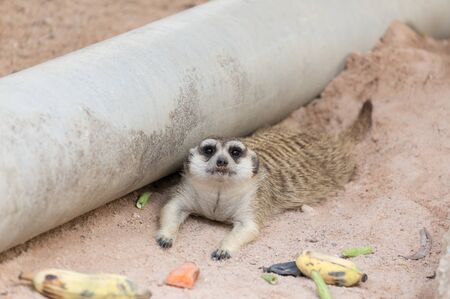 Meerkat rest on the ground after eating food.の写真素材