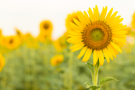 Sun flower with copy space.の写真素材