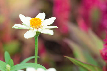 Single white flower with a copy space.の写真素材