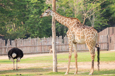 Young giraffe in the zoo.の写真素材