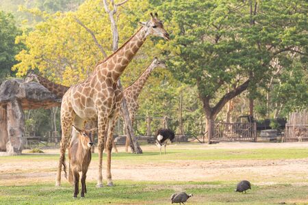 Giraffe and friend.の写真素材