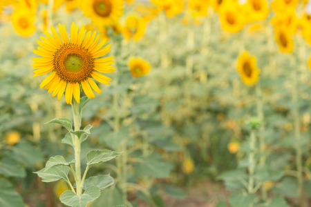 Sun flower the sign of hope for your success and nature background.の写真素材