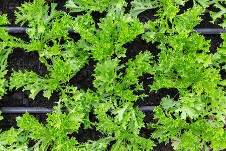Aerial view plant salad in organic farmming.の写真素材