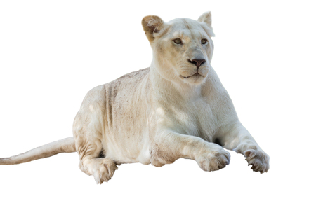 White lion on isolated background.の写真素材