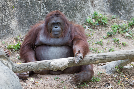 Orangutan waiting for food and try communication with people.の写真素材