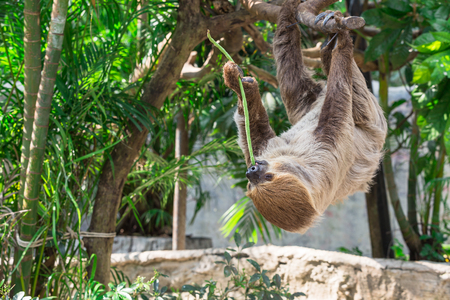 Sloth hang on the tree and eating cowpea.の写真素材