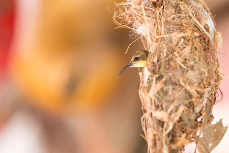 Humming bird in the nest.の写真素材