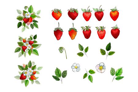 Set of red strawberry, white flowers, green leaves isolated on white background. Berry compositions for design. Vector stock illustration.のイラスト素材