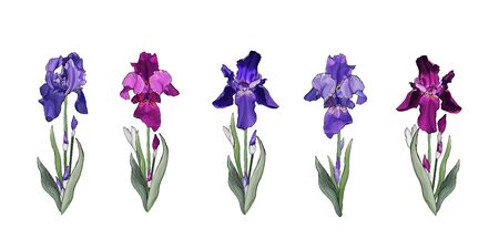 Floral set of flowers iris on stem with green leaves. Isolated on white. Violet and purple flower for the design greeting cards, wedding invitation,textiles, wallpaper. Vector stock illustration.のイラスト素材