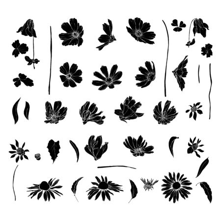 Set of black silhouette wildflowers and leaves. Isolated on white. Cosmos flowers, chicory, echinacea purpurea. Hand drawn. Vector stock illustration.のイラスト素材