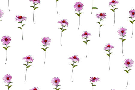 Floral seamless pattern with Echinacea Purpura. Pink flowers on white background. For your design, textile, wallpapers, print, greeting.のイラスト素材