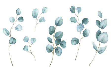 Watercolor set of euclyptus branches with leaves, isolated on white background. Hand painted eucalyptus illustration for design, print, fabric.の写真素材