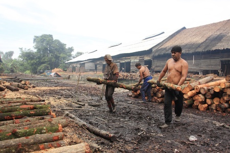 TAIPING, MALAYSIA - DECEMBER 17  Unidentified worker carrying raw mangrovewood to be processed as charcoal on December 17, 2011 in Taiping, Malaysia  Malaysia is one of the main Natural Mangrove Charcoal exporter to the world のeditorial素材