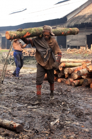 TAIPING, MALAYSIA - DECEMBER 17  Unidentified worker carrying raw mangrovewood to be processed as charcoal on December 17, 2011 in Taiping, Malaysia  のeditorial素材