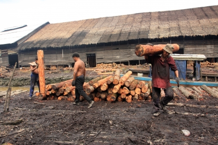 TAIPING, MALAYSIA - DECEMBER 17  Unidentified worker carrying raw mangrovewood to be processed as charcoal on December 17, 2011 in Taiping, Malaysia  のeditorial素材