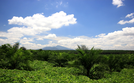 Views of palm oil plantations with mountain backgroundの写真素材